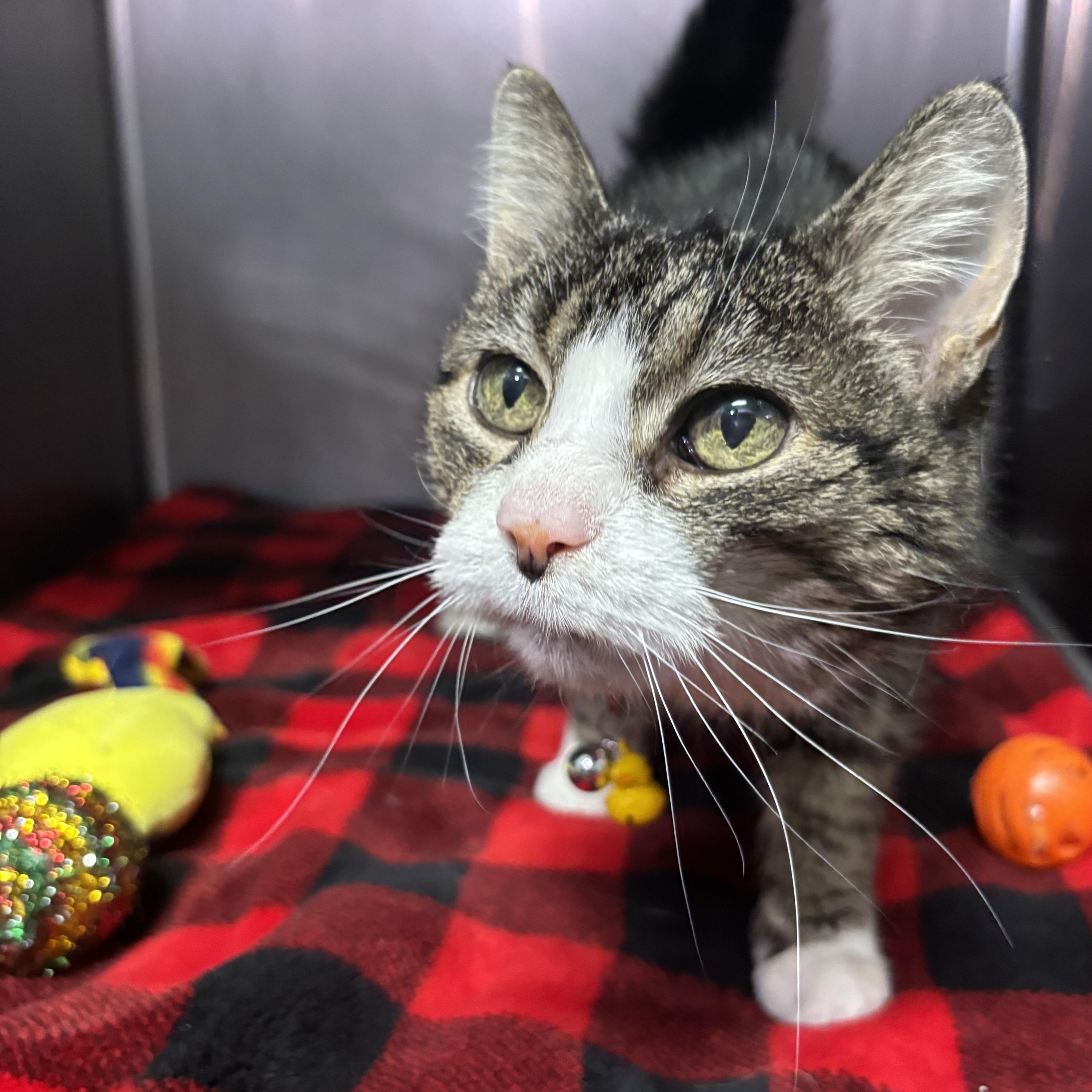 Enlarge Mittens, a ADOPTABLE Domestic Short Hair in Yorkville, IL image 1/2