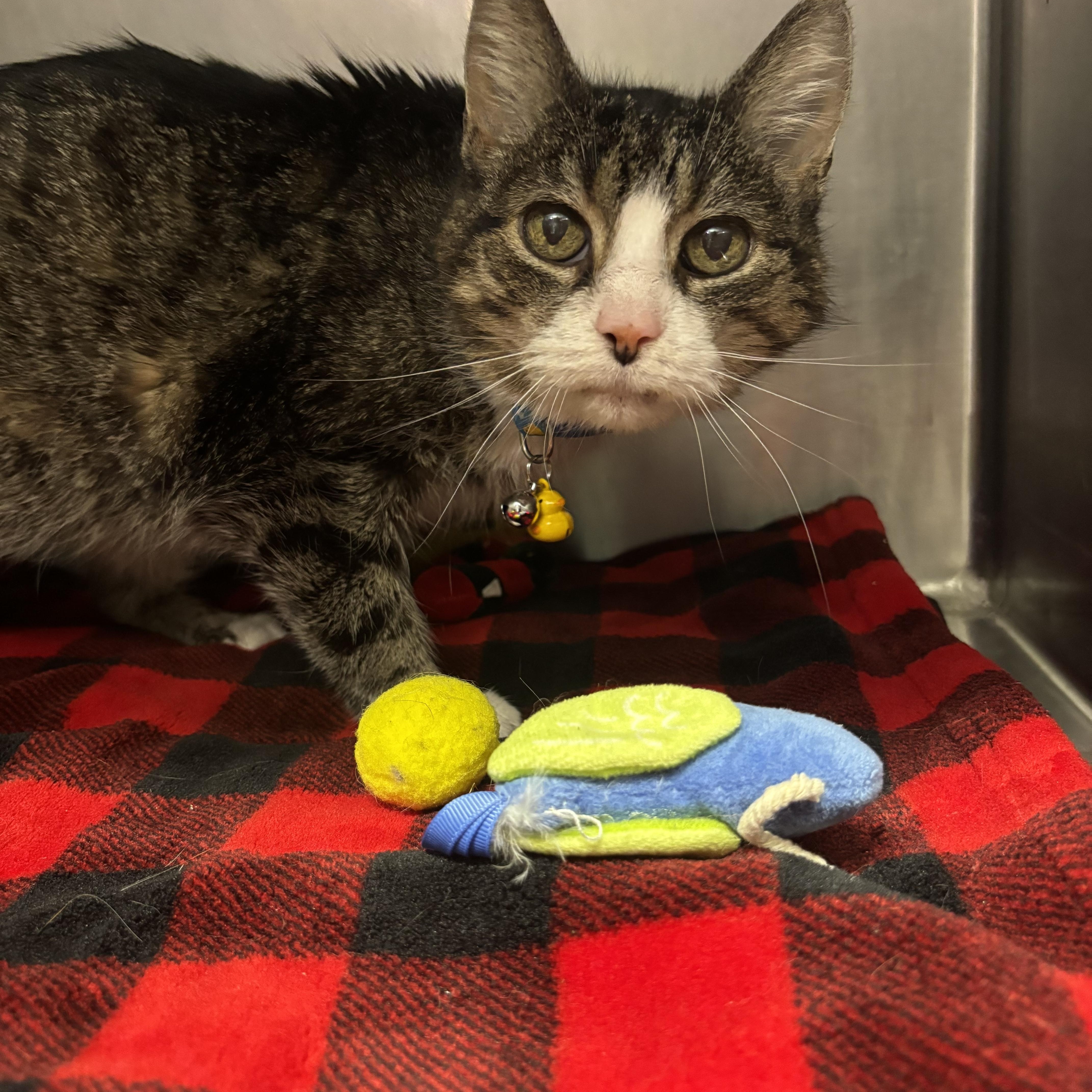 Enlarge Mittens, a ADOPTABLE Domestic Short Hair in Yorkville, IL image 2/2