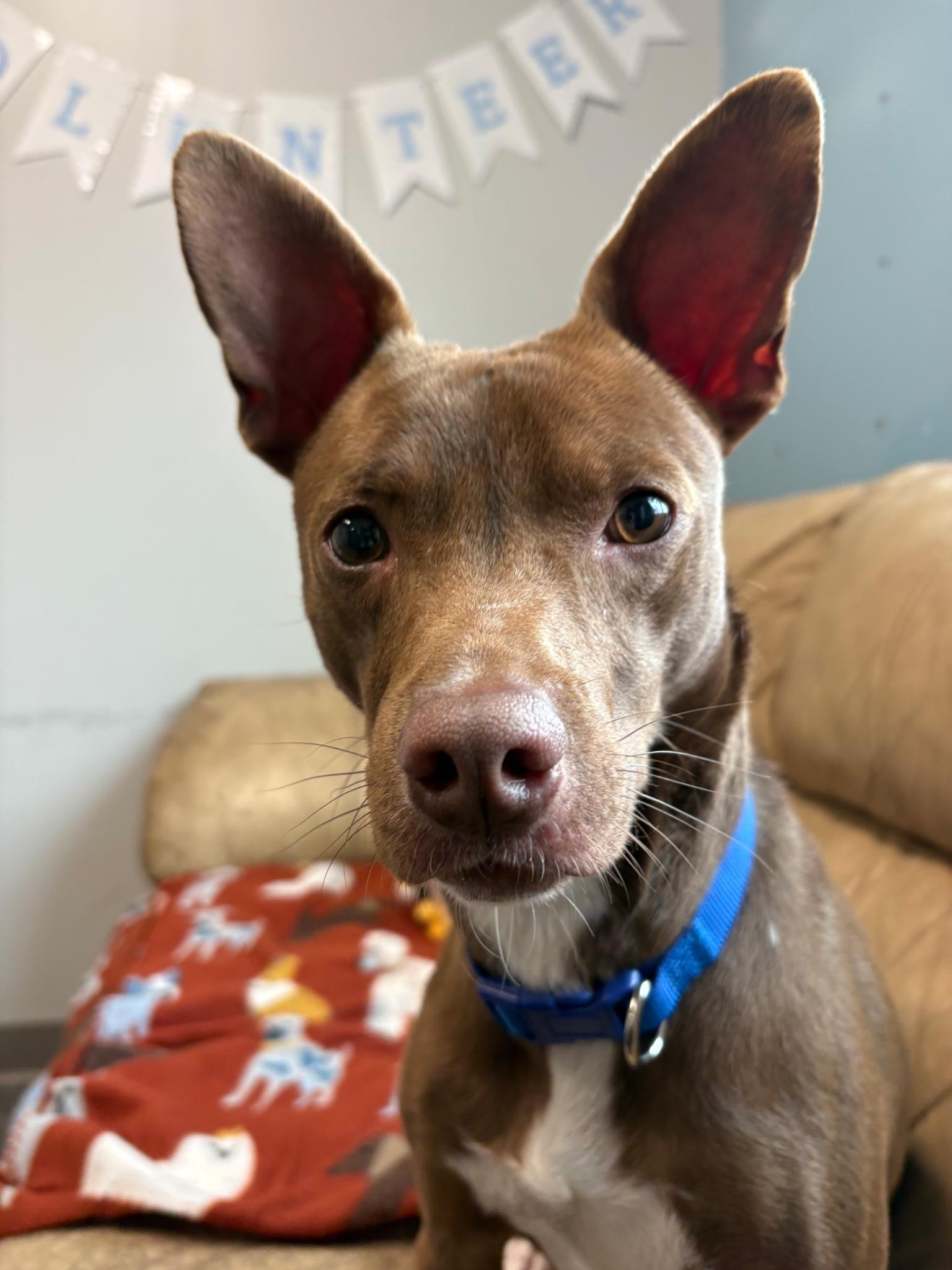 Enlarge Richie Rich, a ADOPTABLE mixed breed in Hortense, GA image 3/3