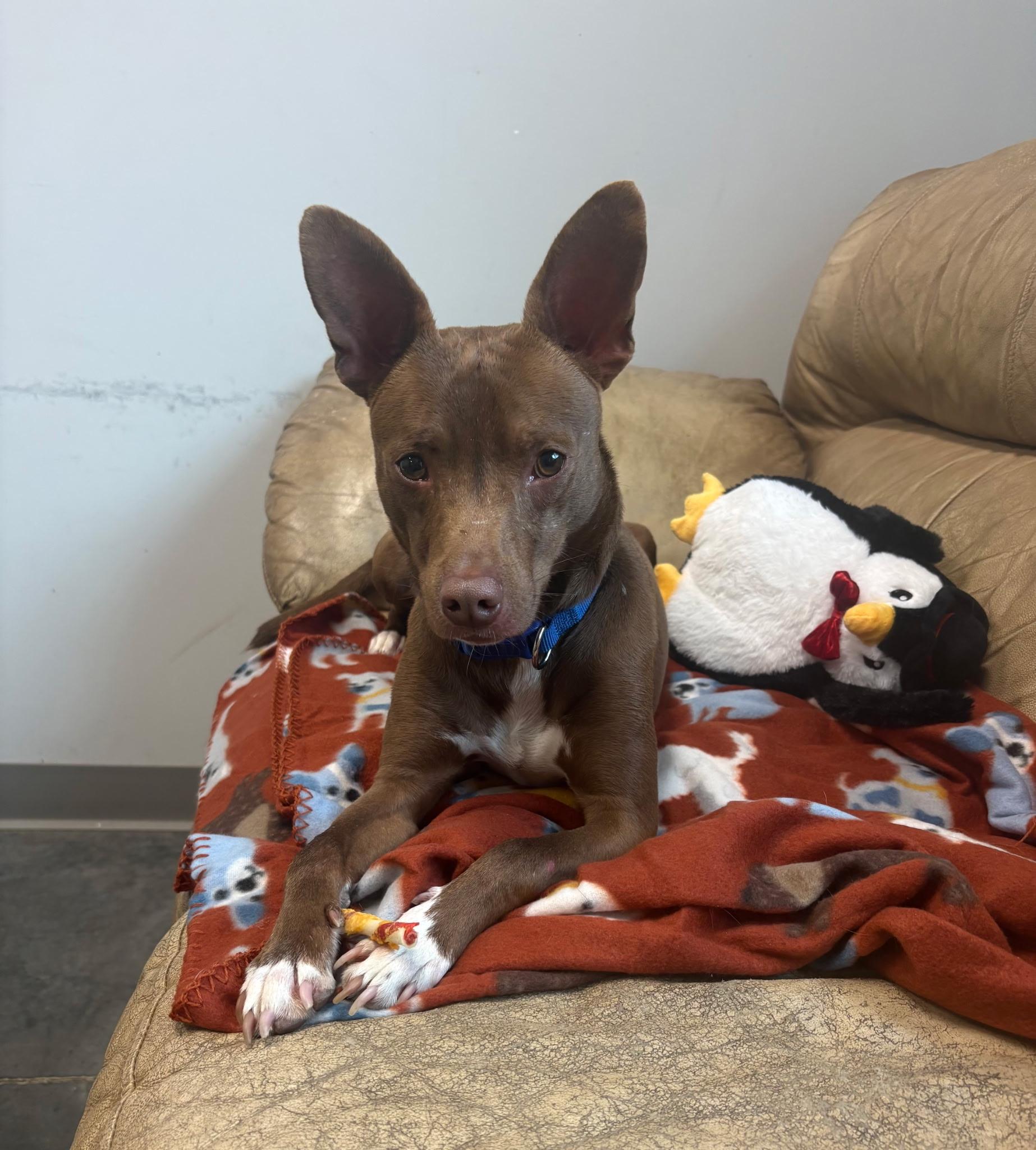 Enlarge Richie Rich, a ADOPTABLE mixed breed in Hortense, GA image 2/3