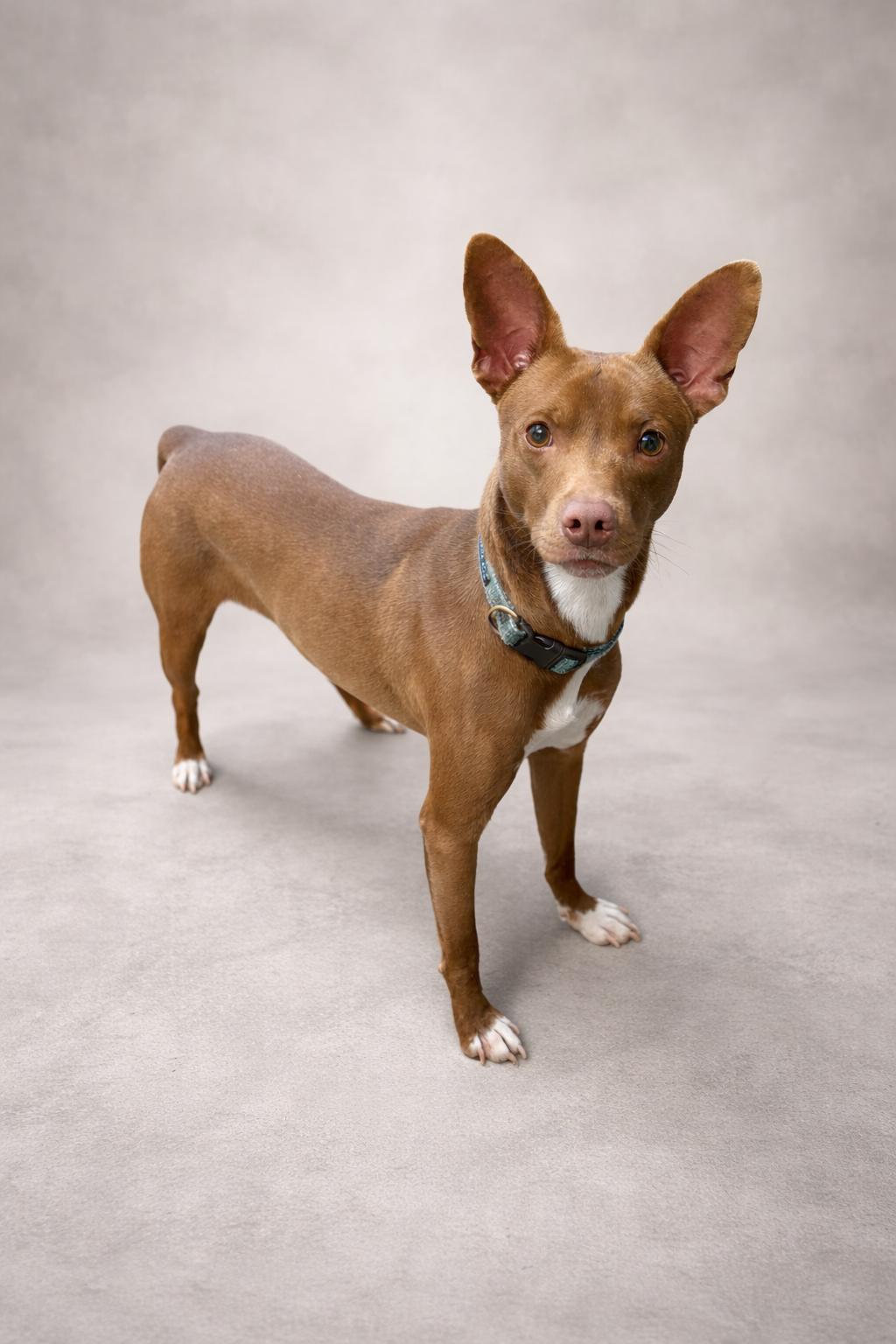 Richie Rich, ADOPTABLE, Adult Male Basenji.