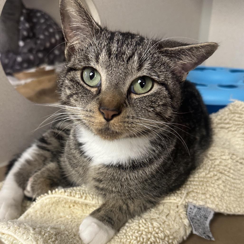 Twinkles, Adoptable, Adult Female Domestic Short Hair.