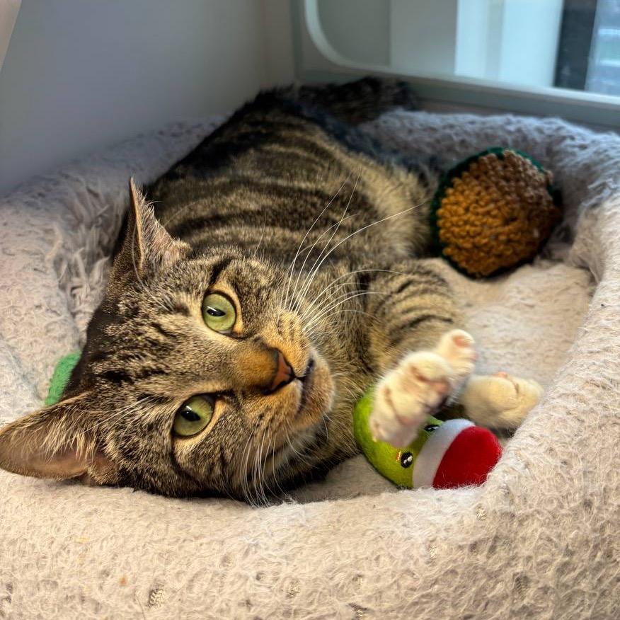 Enlarge Twinkles, a Adoptable Domestic Short Hair in New York, NY image 2/5