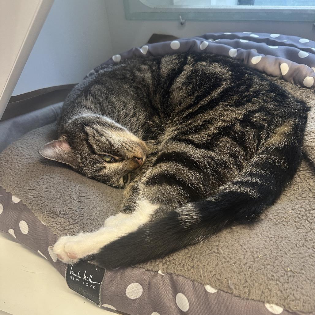 Enlarge Twinkles, a Adoptable Domestic Short Hair in New York, NY image 3/5