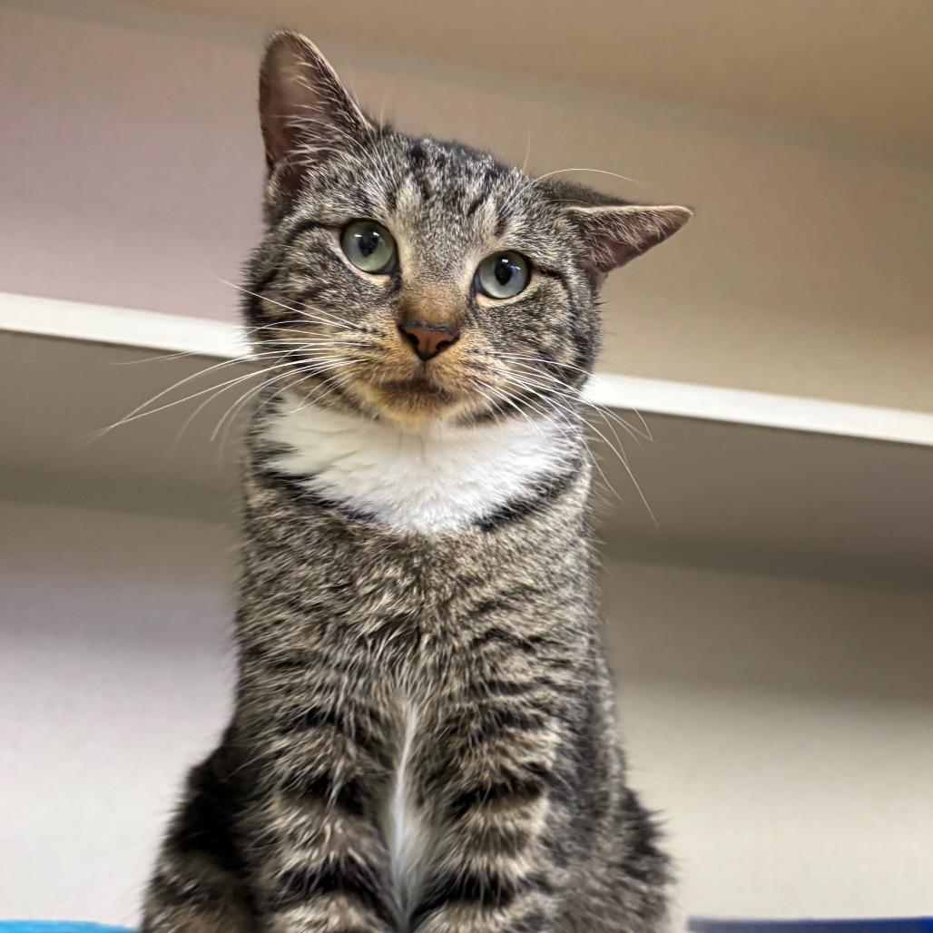 Enlarge Twinkles, a Adoptable Domestic Short Hair in New York, NY image 4/5