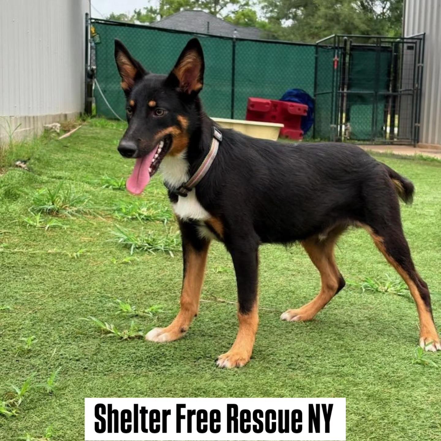 Bing, Adoptable, Puppy Male German Shepherd Dog.