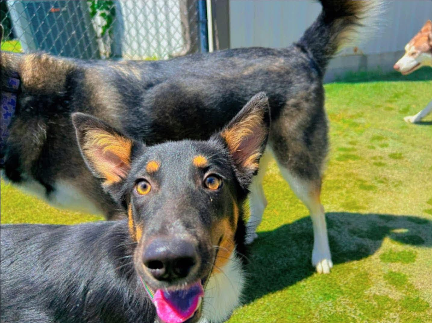 Enlarge Bing, a Adoptable mixed breed in Whitestone, NY image 2/6