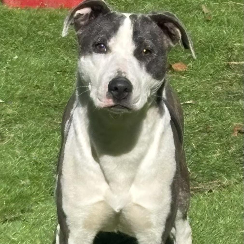 Enlarge Dot, a Adoptable mixed breed in Oak Bluffs, MA image 1/1