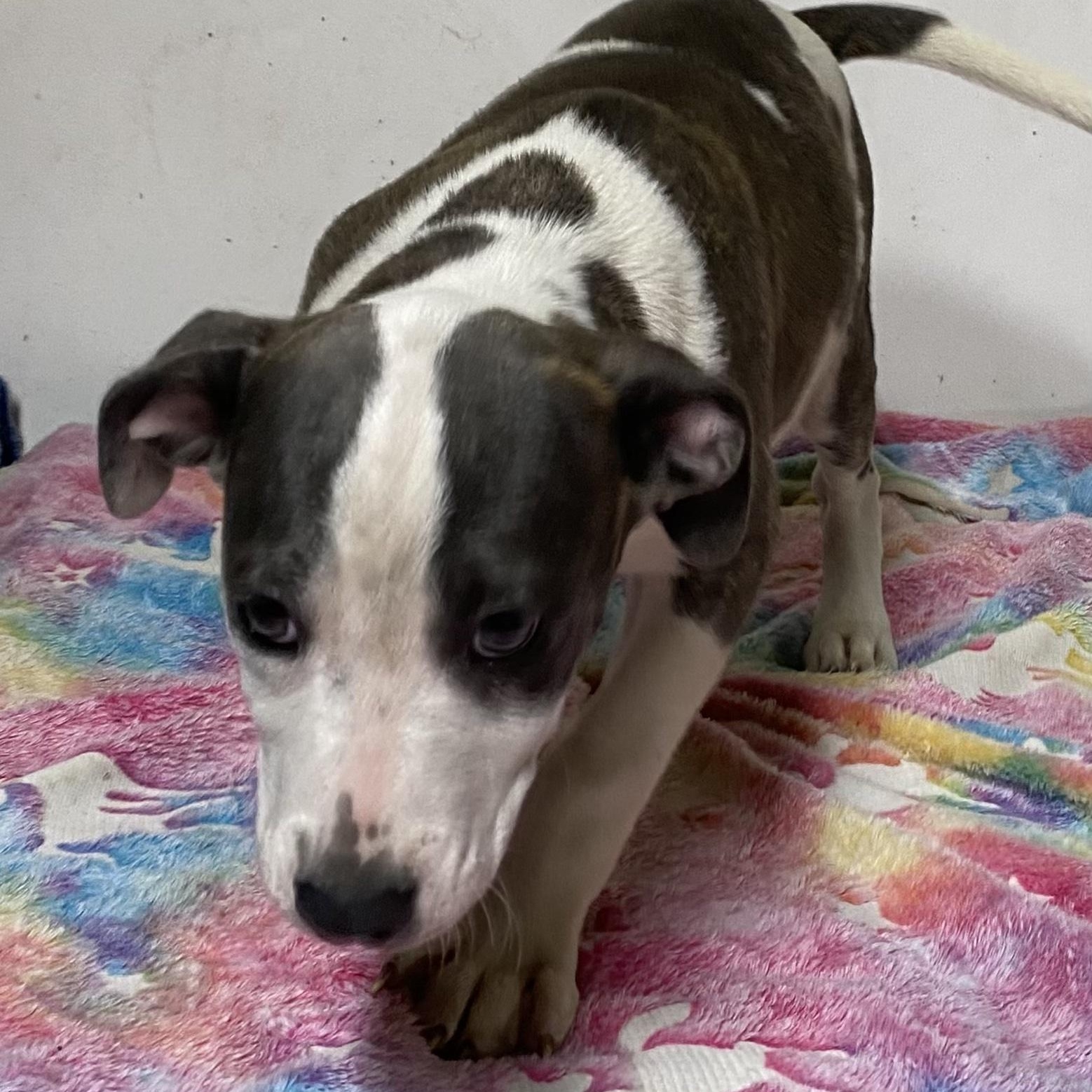 Dot, a Adoptable mixed breed in Oak Bluffs, MA image 2/2