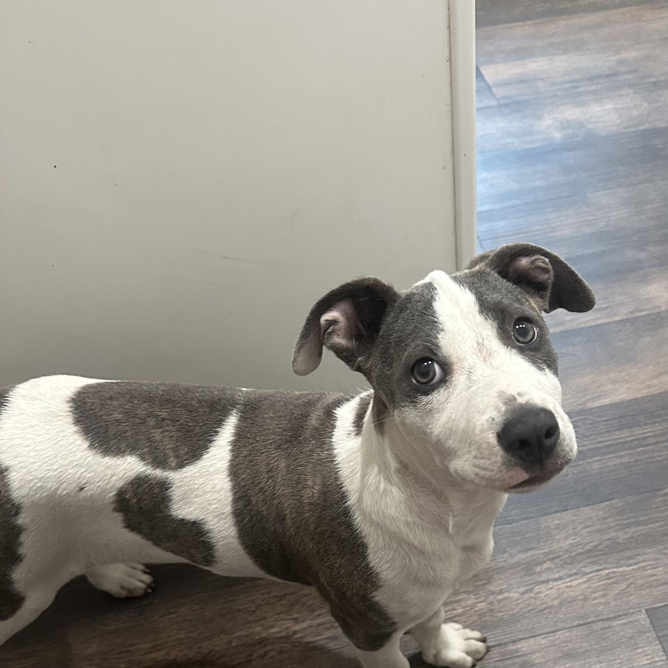 Dot, Adoptable, Young Female Bulldog.