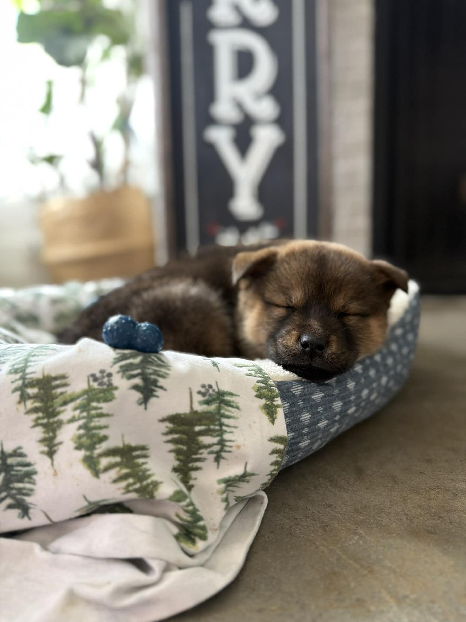 Honey, an adopted mixed breed in Franklin, KY image 3/6