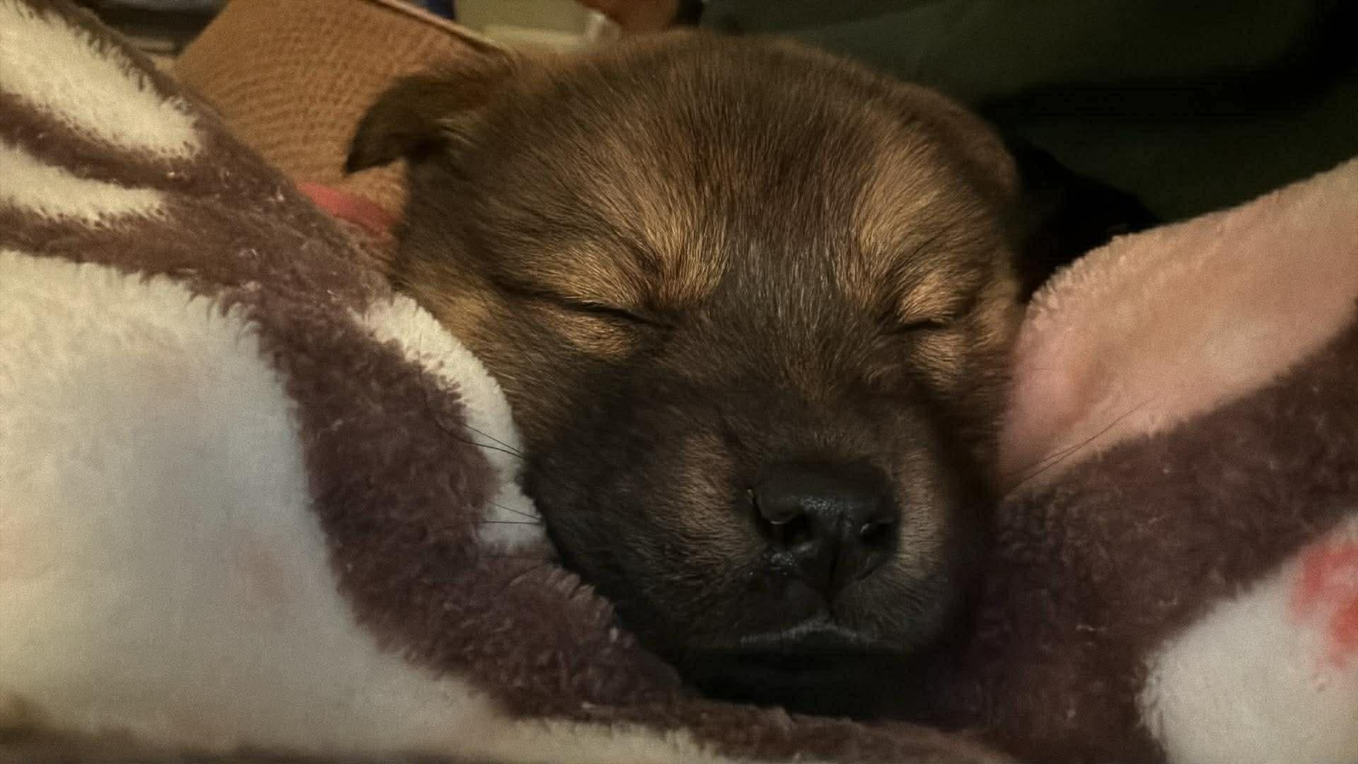 Honey, an adopted mixed breed in Franklin, KY image 2/6