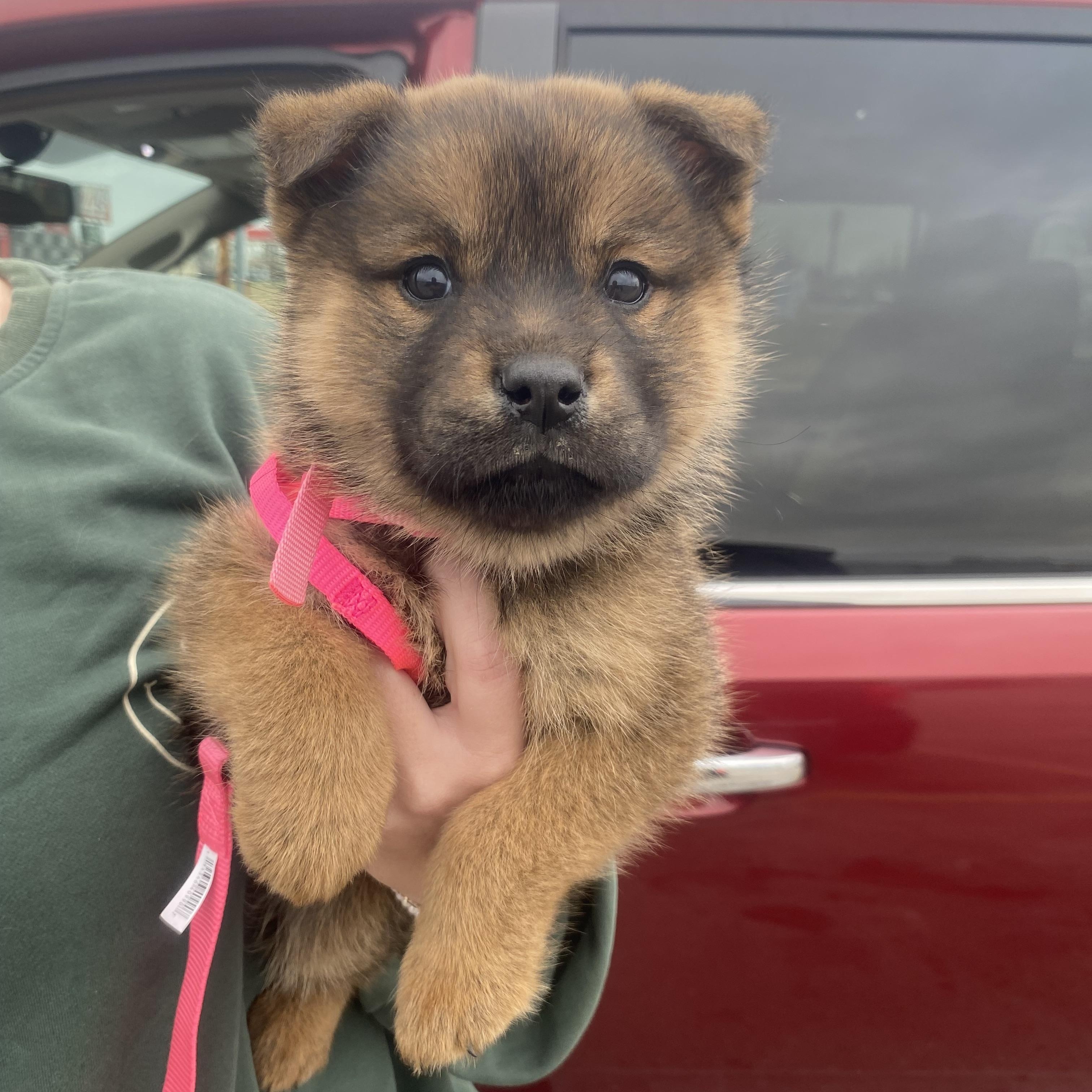 Honey, an adopted mixed breed in Franklin, KY image 1/6