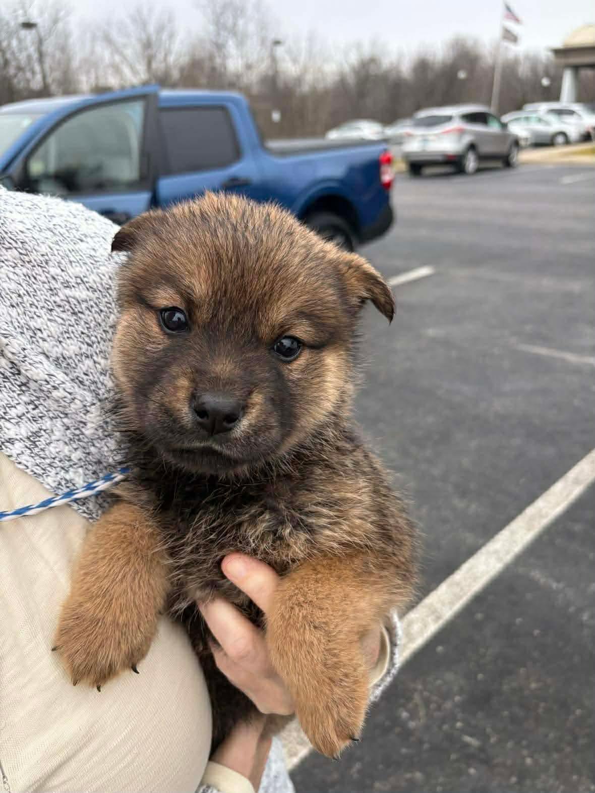 Honey, an adopted mixed breed in Franklin, KY image 4/6