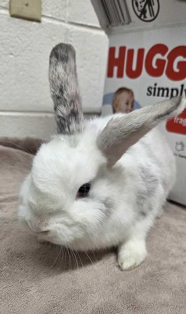 Marshmallow, Adoptable, Young Female American.
