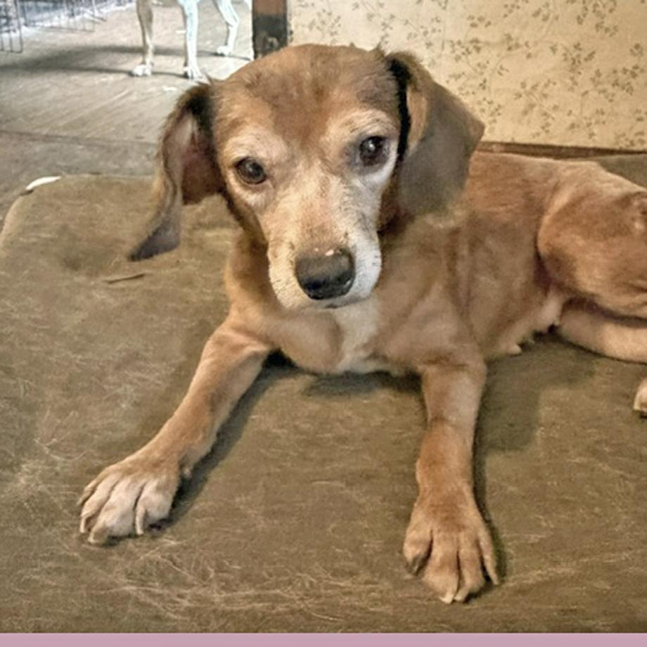Enlarge Itchy Tyke Belmont, a Adoptable mixed breed in London, OH image 4/4