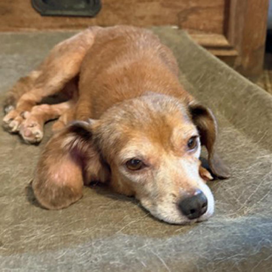 Enlarge Itchy Tyke Belmont, a Adoptable mixed breed in London, OH image 2/4