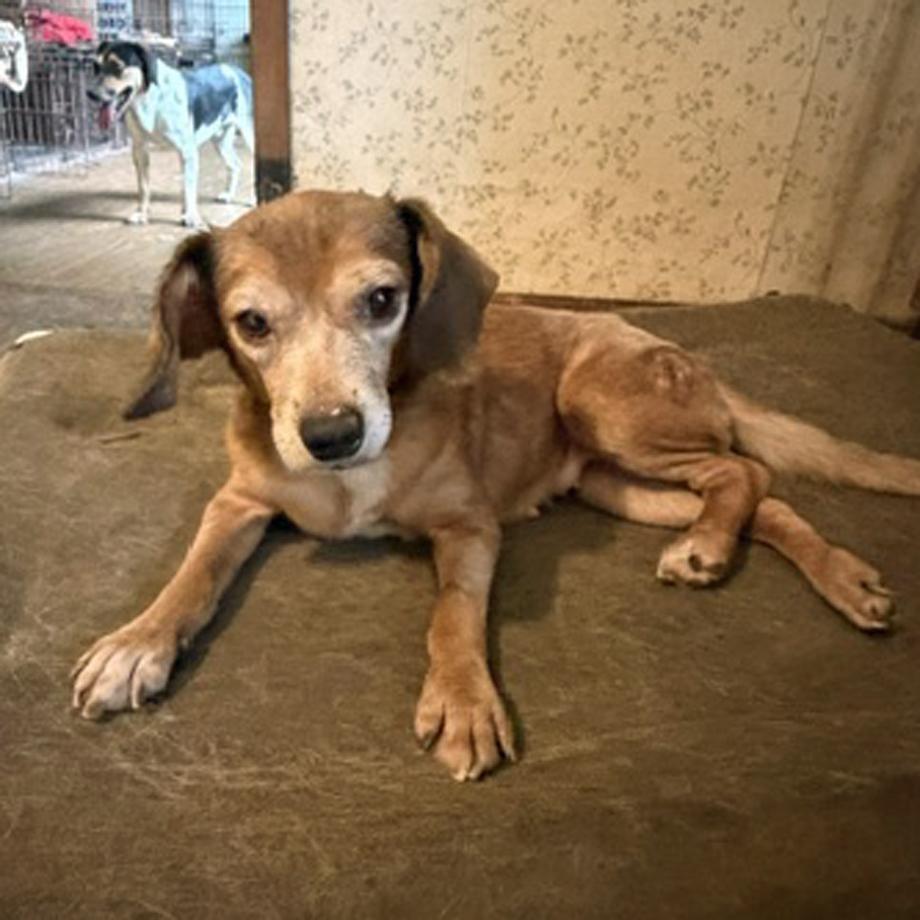 Enlarge Itchy Tyke Belmont, a Adoptable mixed breed in London, OH image 3/4