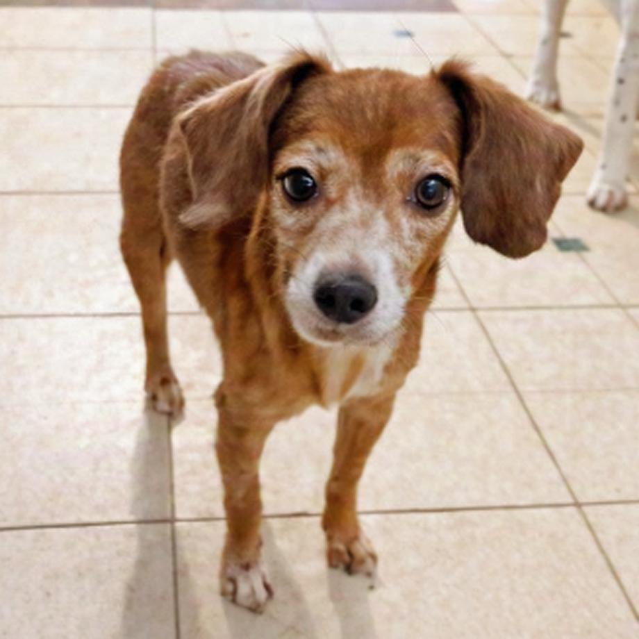 Itchy Tyke Belmont, Adoptable, Senior Female Chihuahua & Beagle.