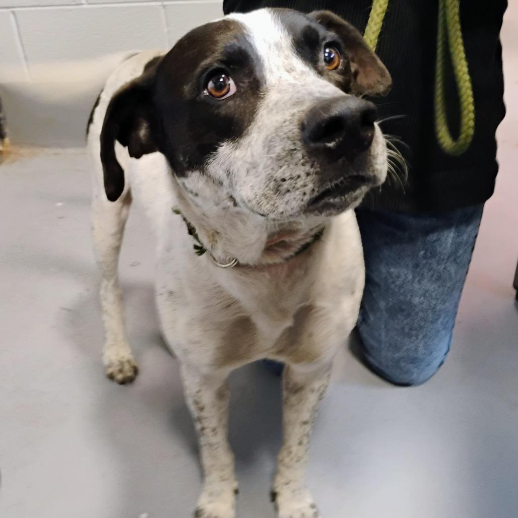 Brutus, Adoptable, Young Male Mixed Breed & Mixed Breed.