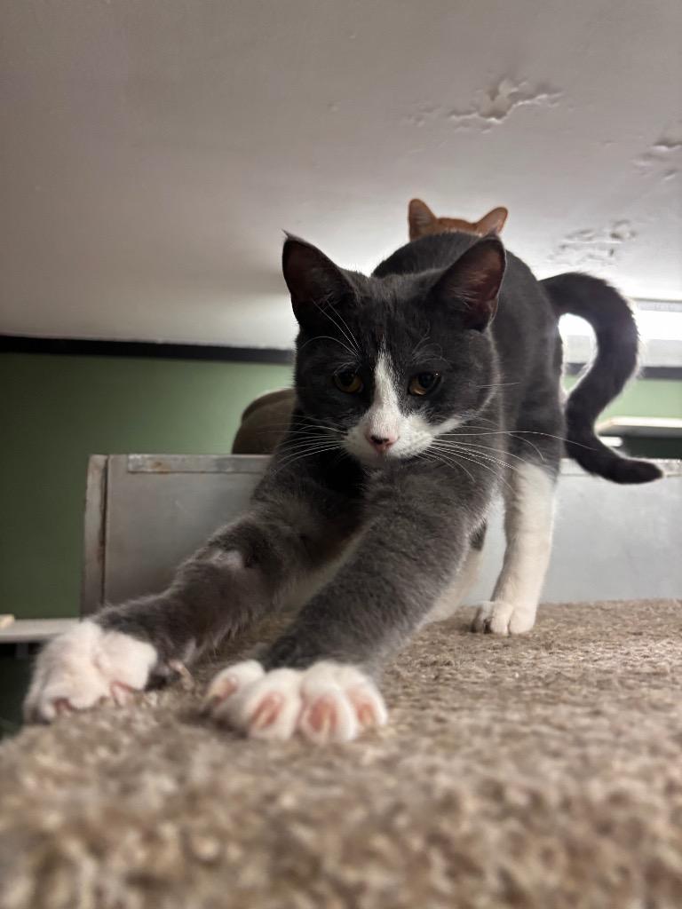 Poppy, Adoptable, Young Male Domestic Short Hair.