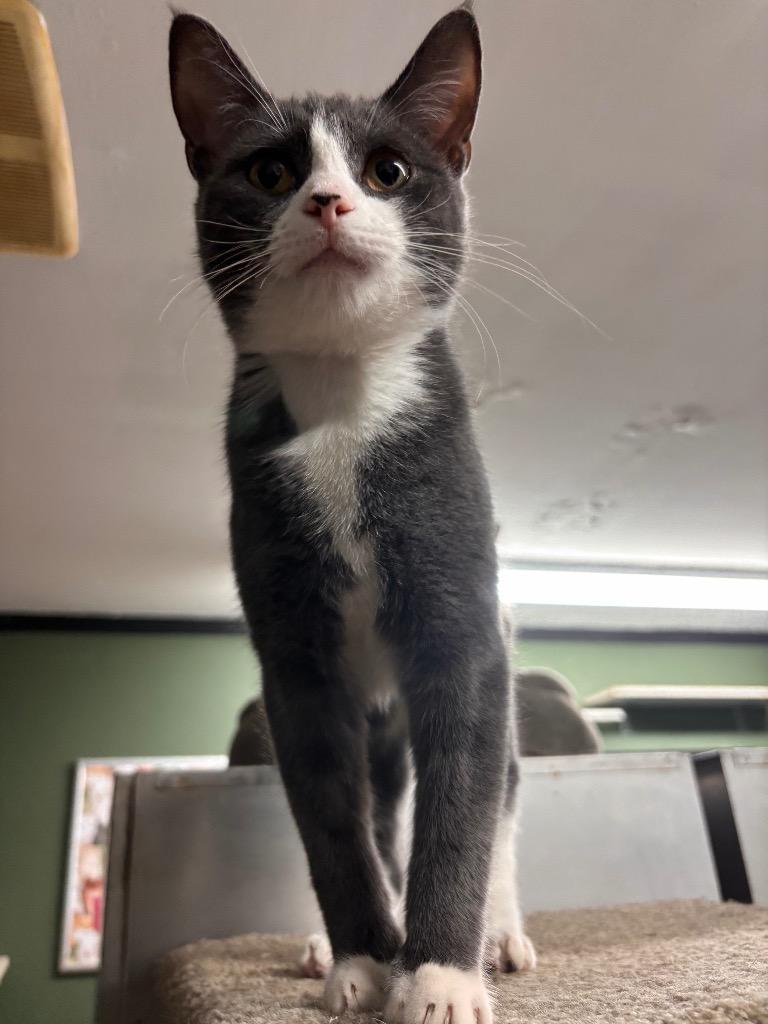 Enlarge Poppy, a Adoptable mixed breed in Port Jervis, NY image 2/2