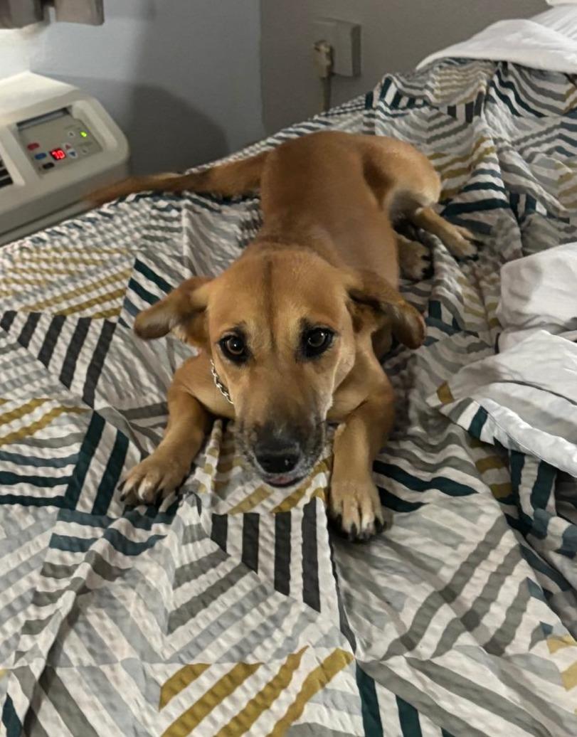 Enlarge Frappy, an adopted mixed breed in Washington, DC image 4/4