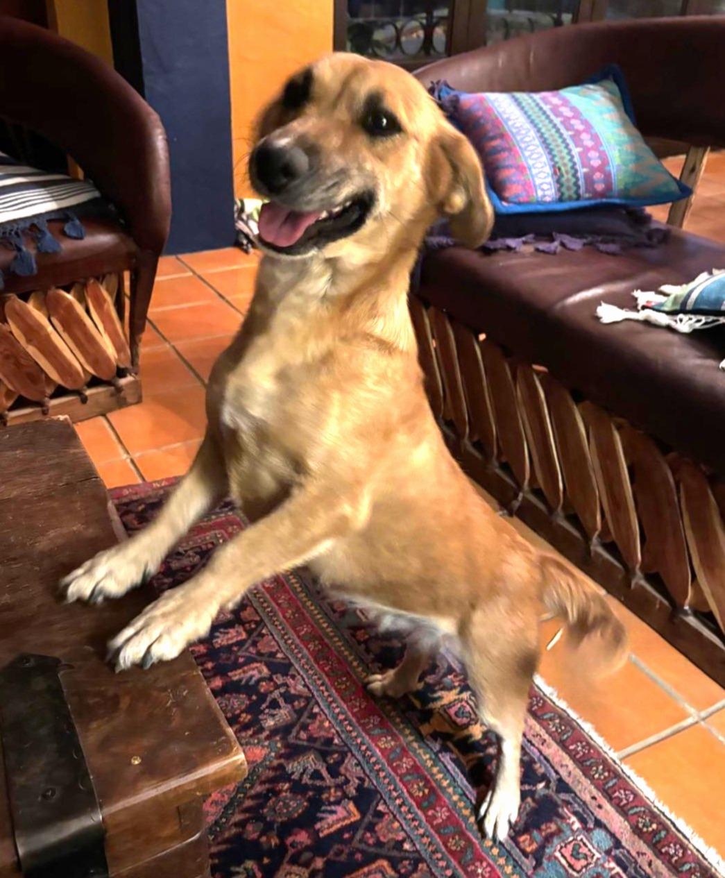 Enlarge Frappy, an adopted mixed breed in Washington, DC image 1/4