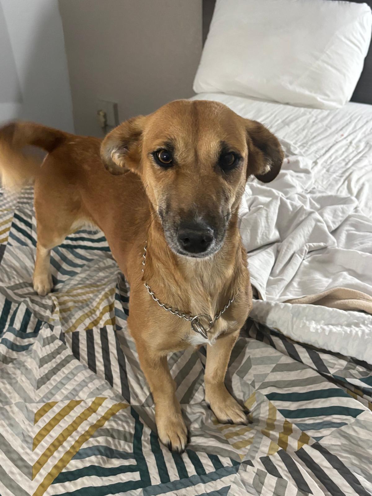 Enlarge Frappy, an adopted mixed breed in Washington, DC image 2/4