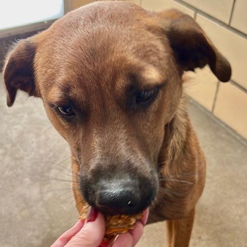 Sperry, Adoptable, Young Male Mixed Breed.