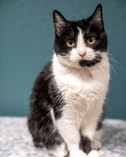 Enlarge Dreamer, a Adoptable mixed breed in Pequot Lakes, MN image 1/2
