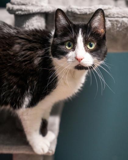 Enlarge Dreamer, a Adoptable mixed breed in Pequot Lakes, MN image 2/2