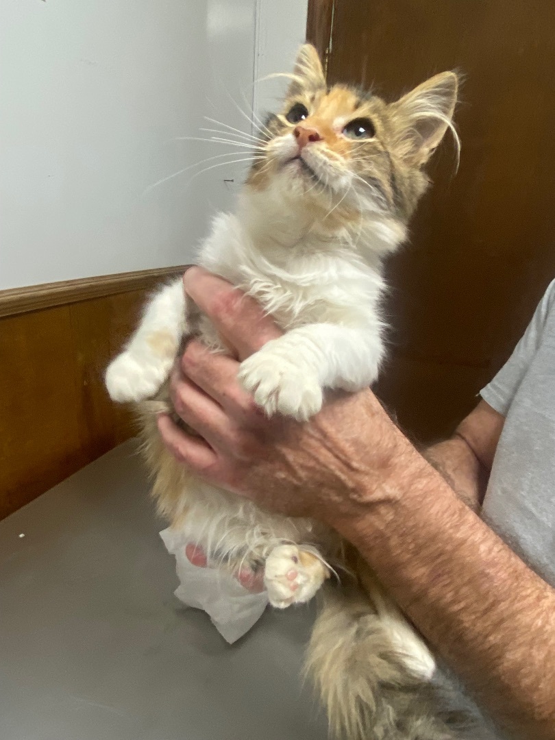 Enlarge Twila, a Adopted Calico in Pinson, AL image 1/4