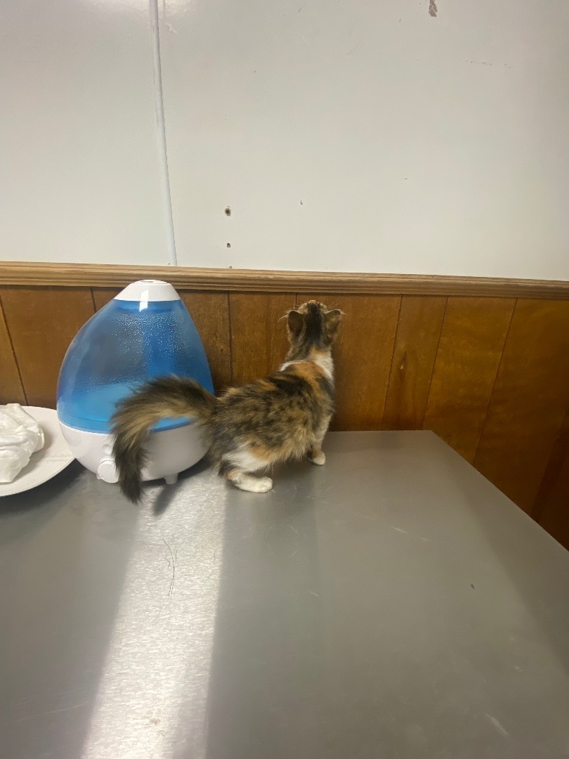 Enlarge Twila, a Adopted Calico in Pinson, AL image 2/4