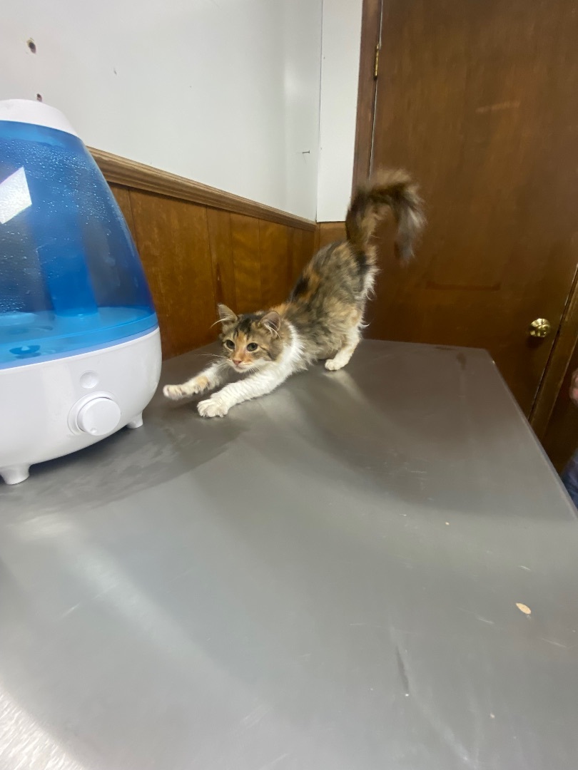 Enlarge Twila, a Adopted Calico in Pinson, AL image 3/4