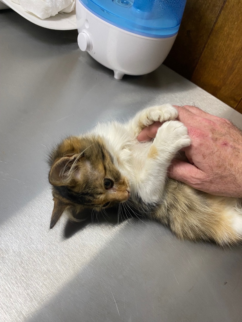 Enlarge Twila, a Adopted Calico in Pinson, AL image 4/4