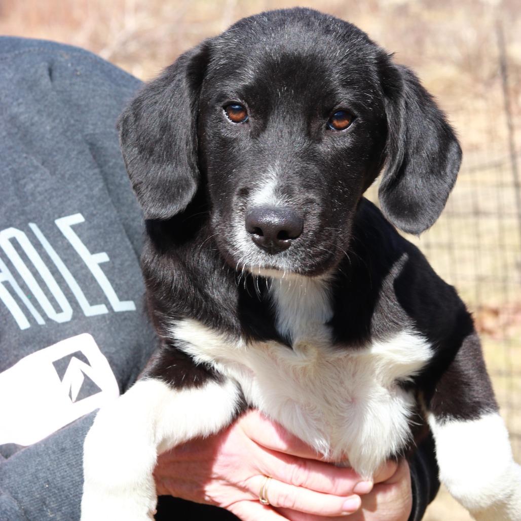 CT Dragon, Adoptable, Puppy Female Retriever.