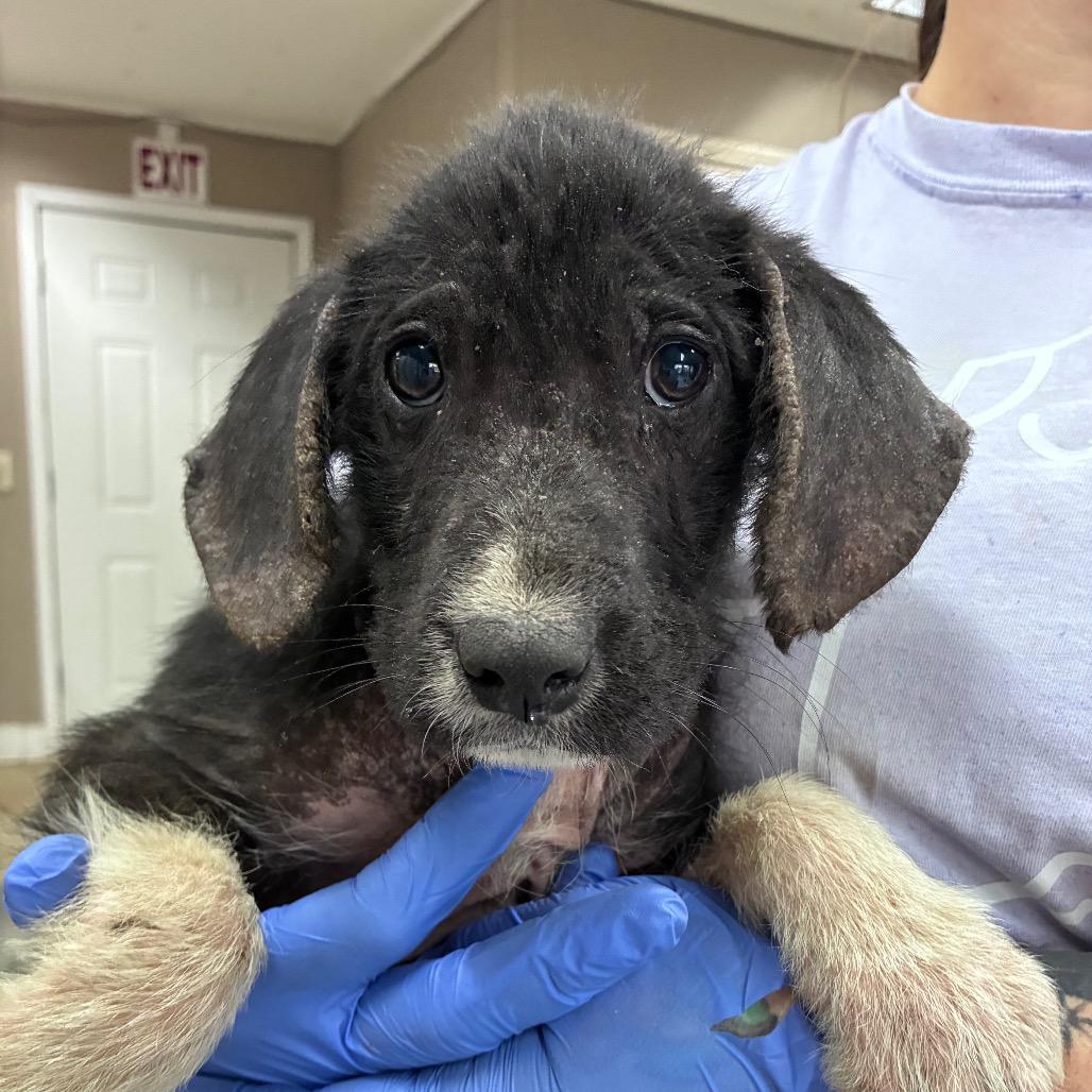 Enlarge CT Dragon, a Adoptable mixed breed in Eastford, CT image 2/5