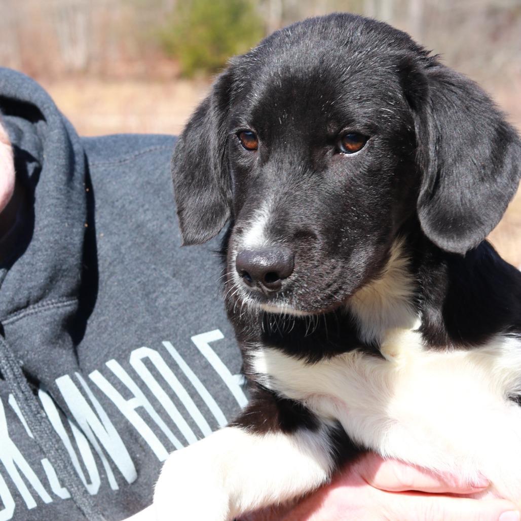 Enlarge CT Dragon, a Adoptable mixed breed in Eastford, CT image 3/5