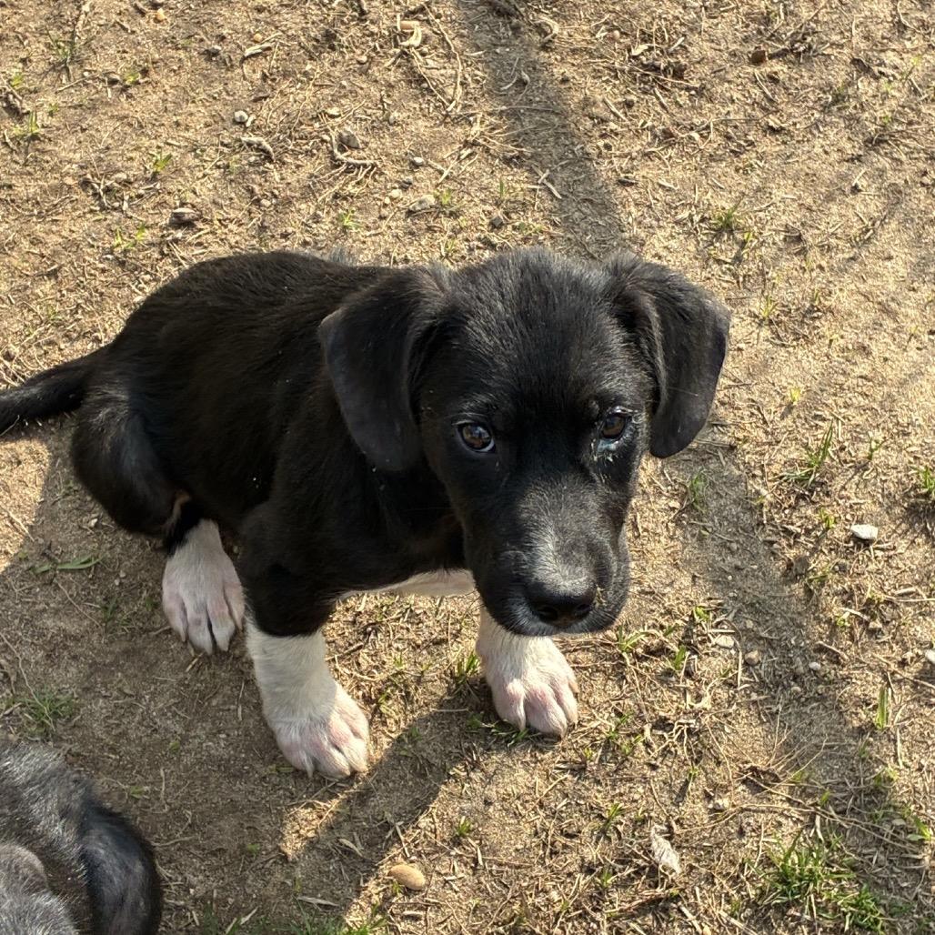 Enlarge CT Dragon, a Adoptable mixed breed in Eastford, CT image 4/5