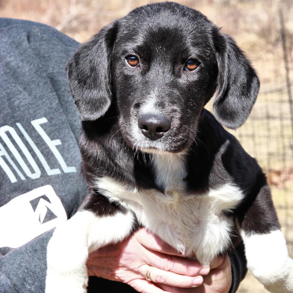 Enlarge CT Dragon, a Adoptable mixed breed in Eastford, CT image 5/5