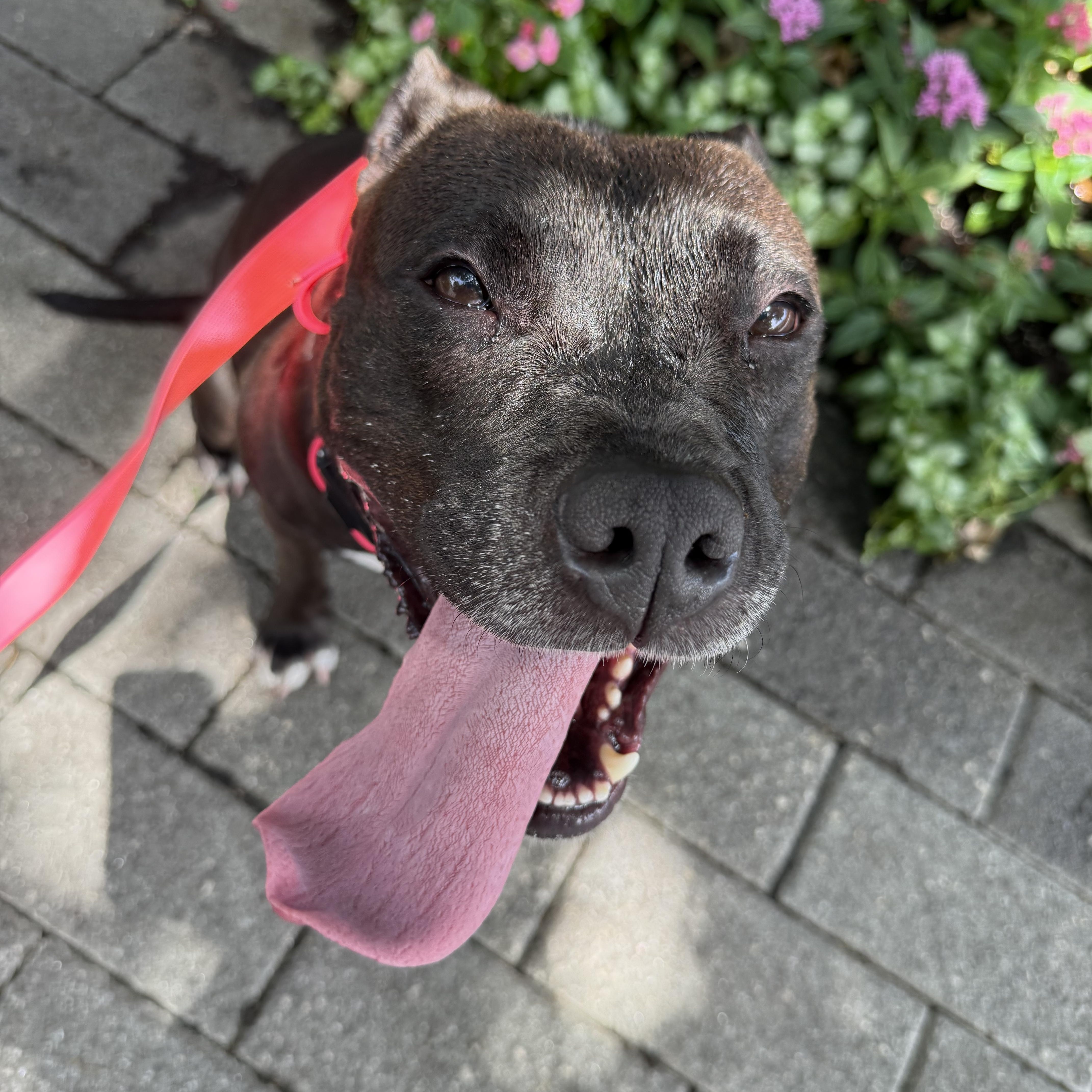 Enlarge Maddie, a Adoptable American Staffordshire Terrier in Dallas, TX image 2/6