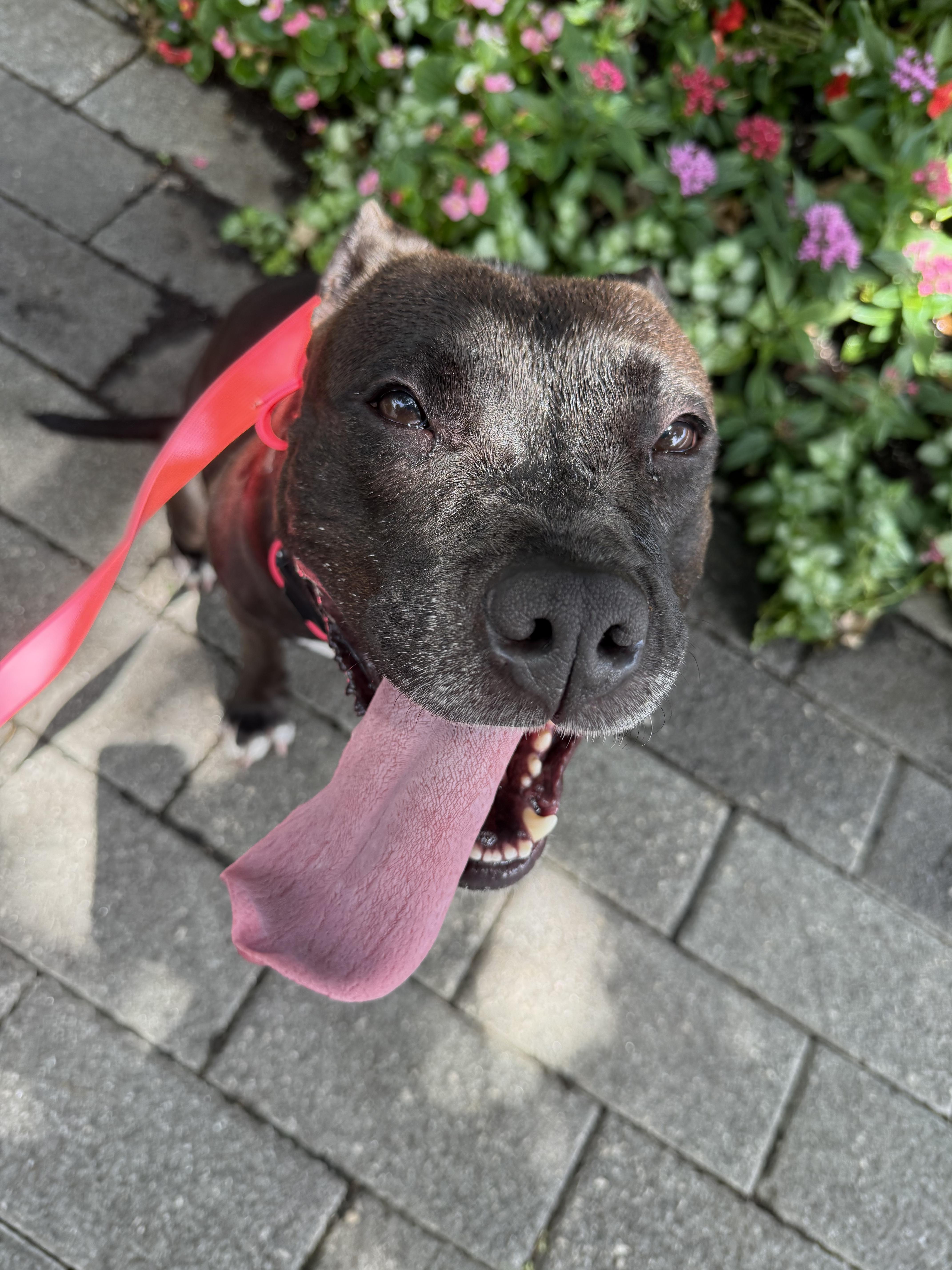 Enlarge Maddie, a Adoptable American Staffordshire Terrier in Dallas, TX image 1/6