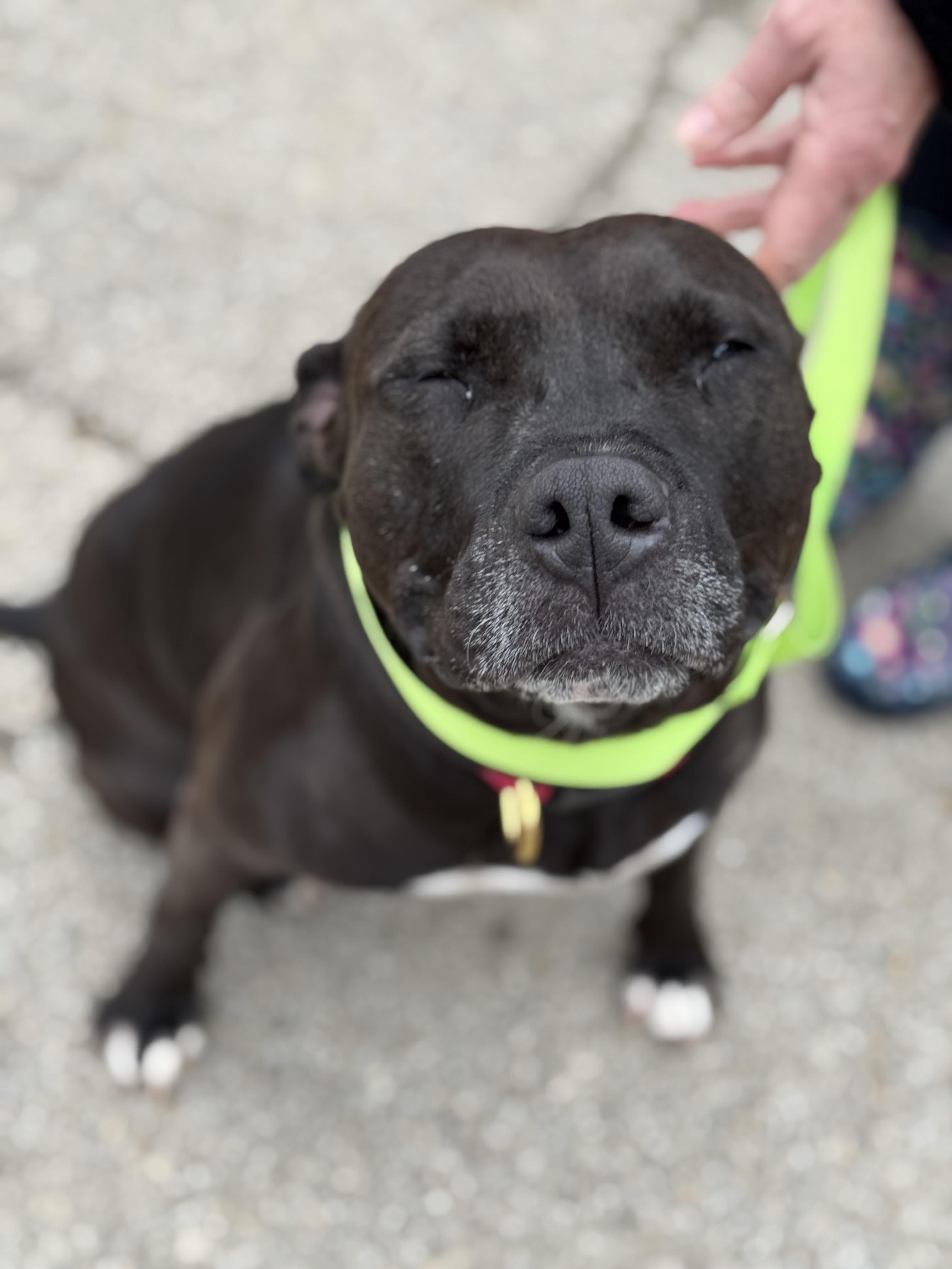 Maddie, Adoptable, Adult Female American Staffordshire Terrier.