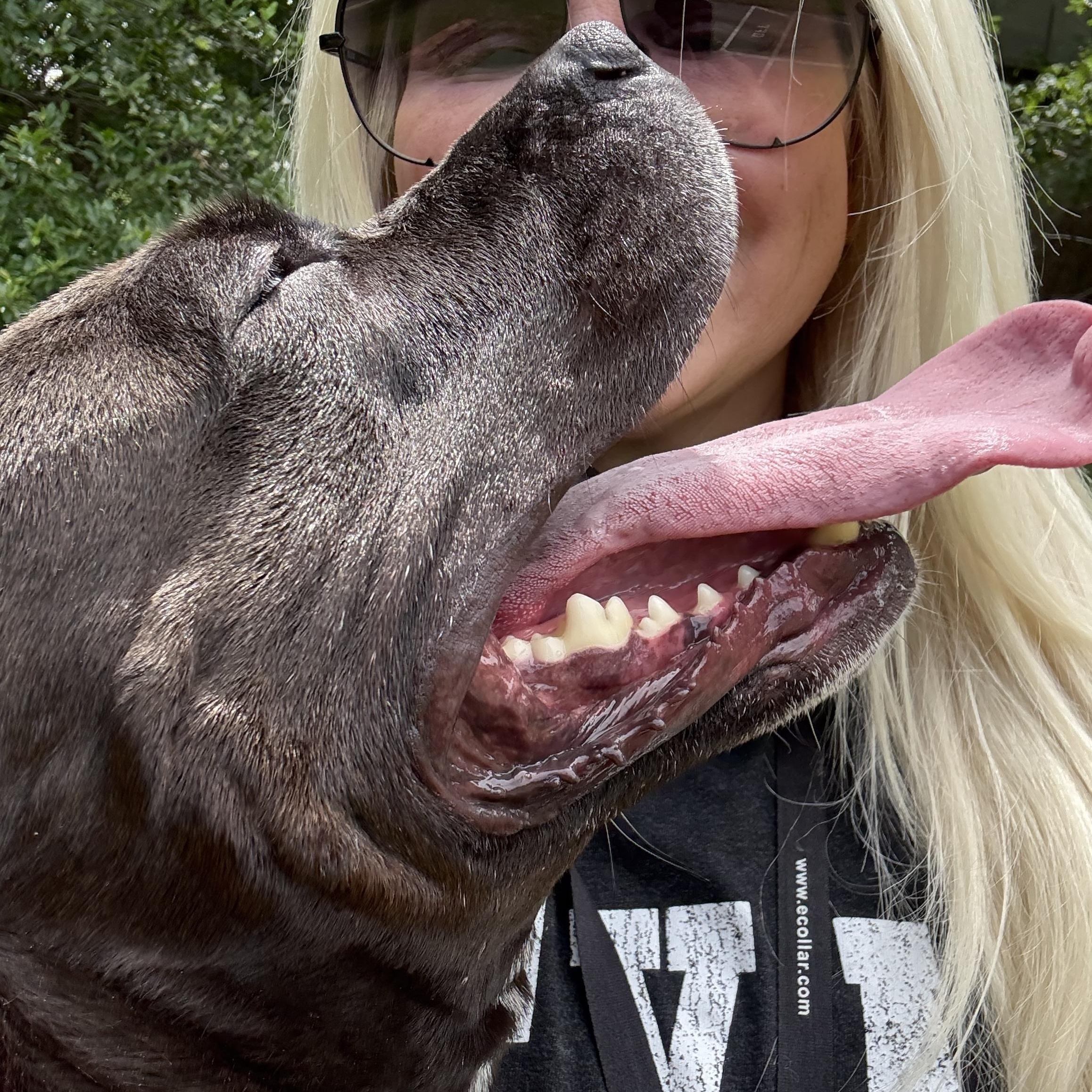 Enlarge Maddie, a Adoptable American Staffordshire Terrier in Dallas, TX image 3/6