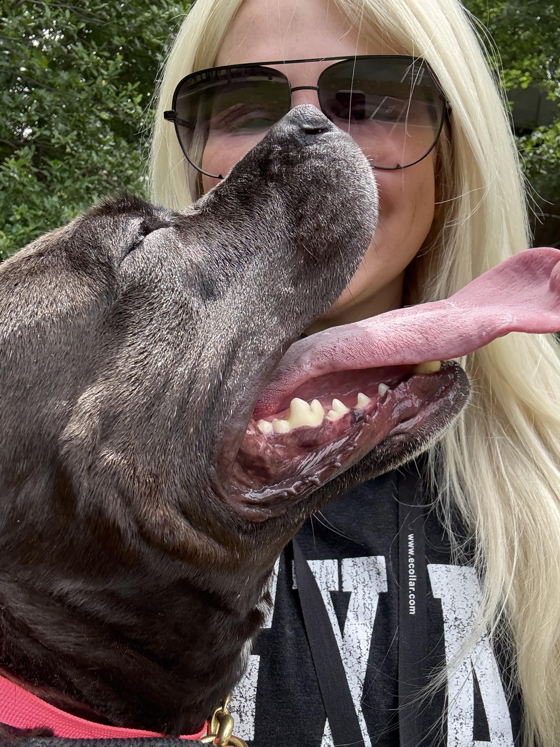 Enlarge Maddie, a Adoptable American Staffordshire Terrier in Dallas, TX image 3/6