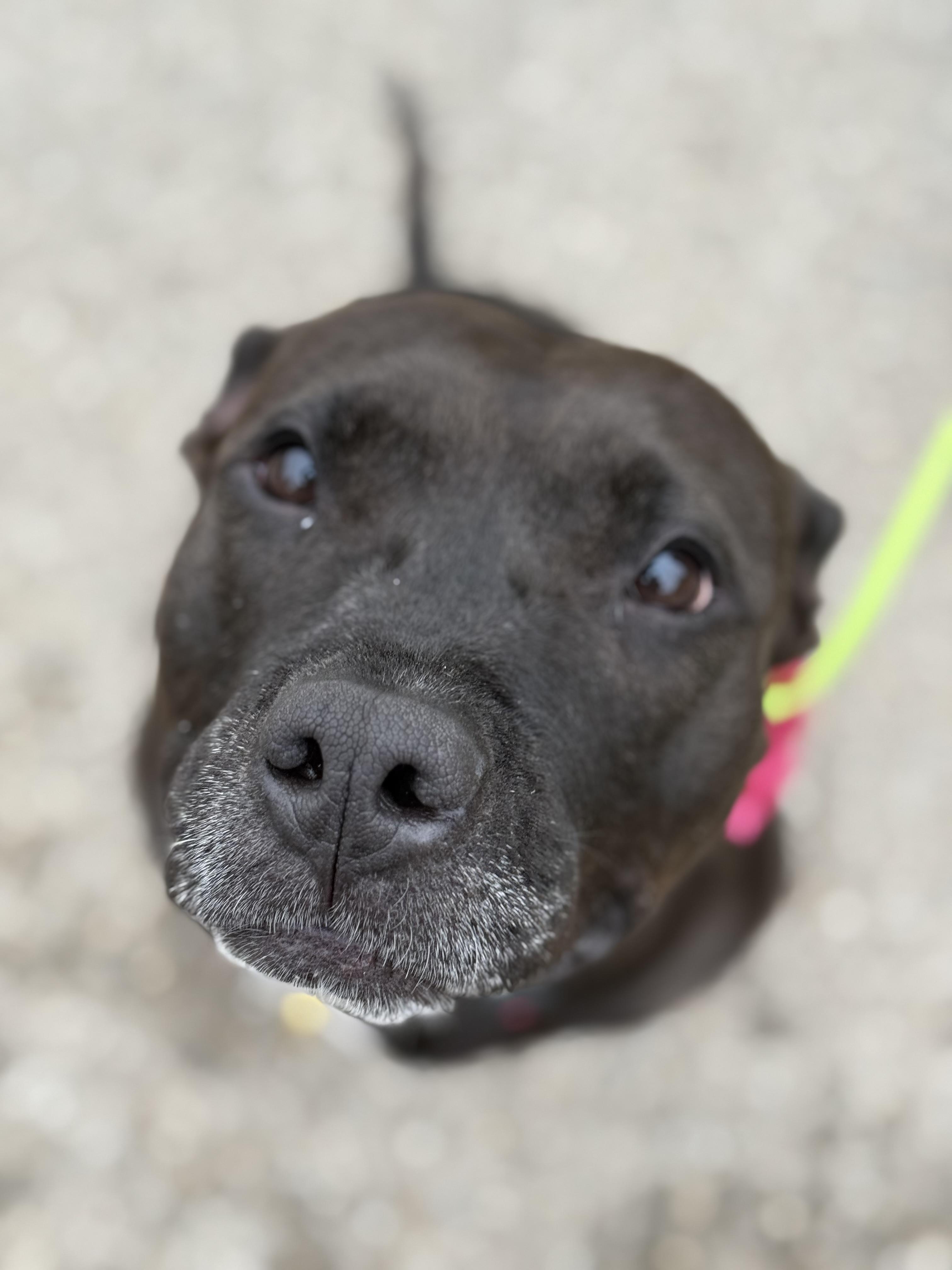 Enlarge Maddie, a Adoptable American Staffordshire Terrier in Dallas, TX image 4/6