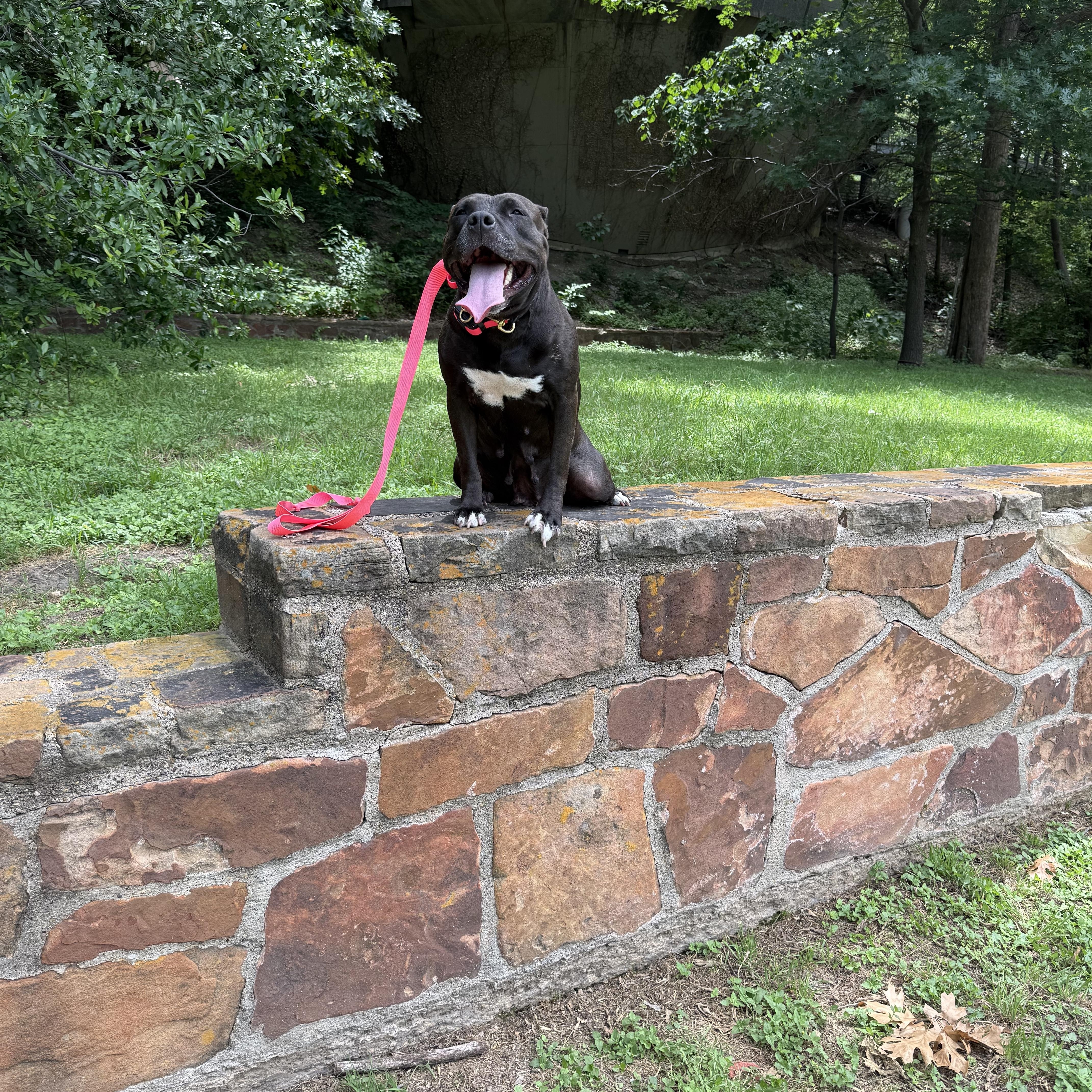 Enlarge Maddie, a Adoptable American Staffordshire Terrier in Dallas, TX image 5/6