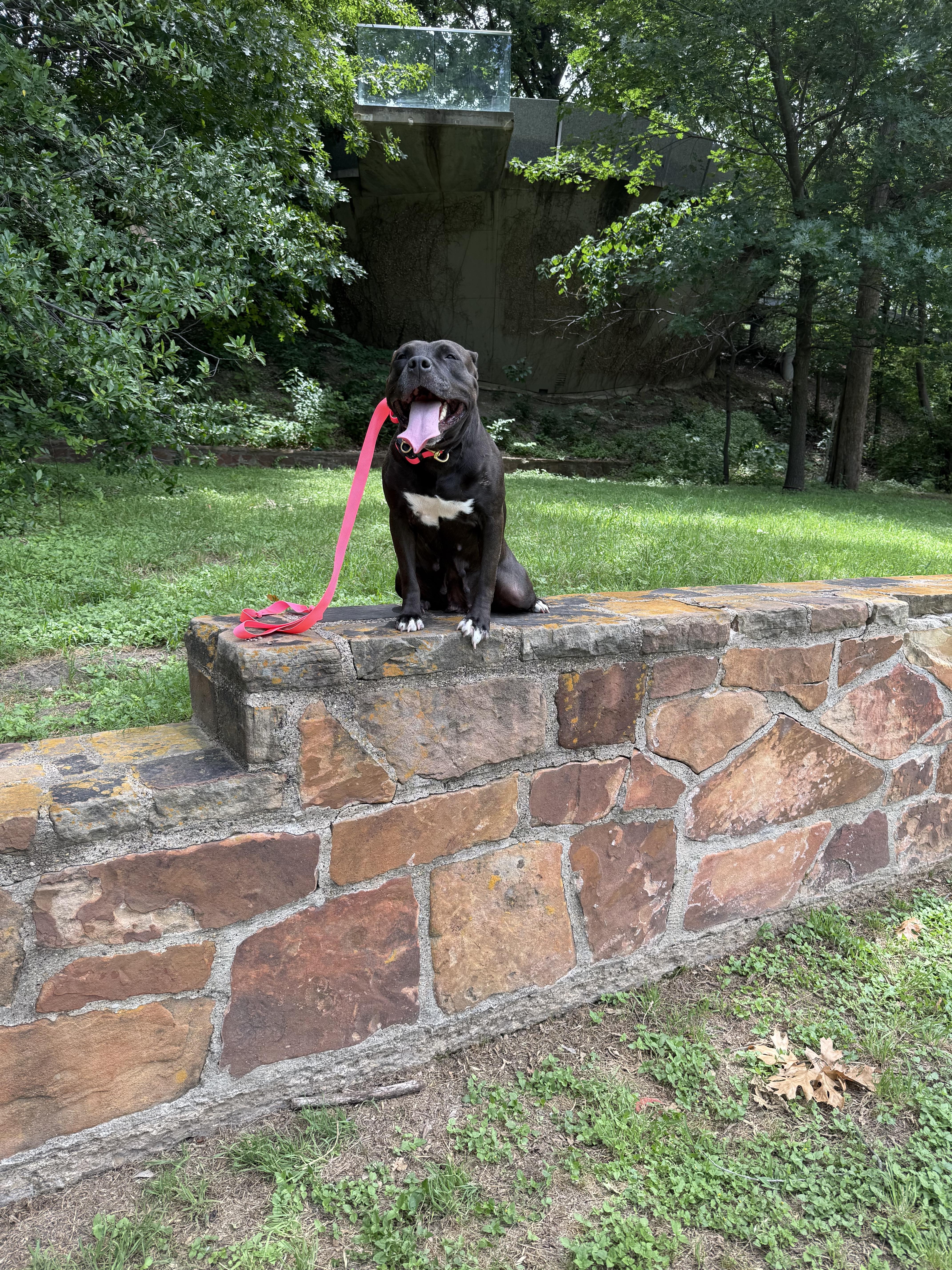 Enlarge Maddie, a Adoptable American Staffordshire Terrier in Dallas, TX image 5/6