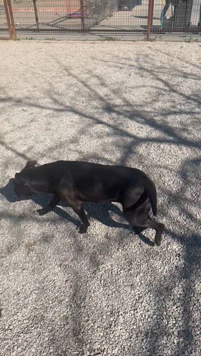 Enlarge Maddie, a Adoptable American Staffordshire Terrier in Dallas, TX video 6/6